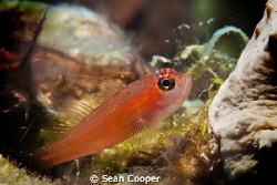 Pygmy goby. by Sean Cooper 